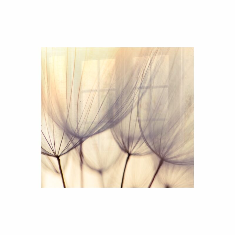 Decorative Glass Wall Tile (598 X 650 X 6mm) Dandelion Floret